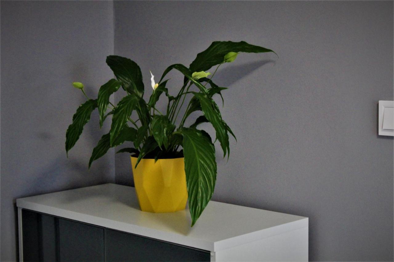 Apartament Przy Arsenale วรอตซวาฟ ภายนอก รูปภาพ